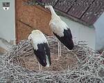 Capi_Dubne_20260718_195003.jpg
