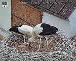 Capi_Dubne_20260718_200003.jpg