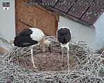 Capi_Dubne_20260718_200503.jpg