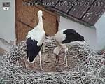 Capi_Dubne_20260718_201503.jpg