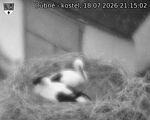 Capi_Dubne_20260718_211502.jpg