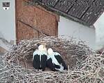 Capi_Dubne_20260719_051004.jpg