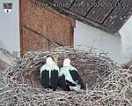 Capi_Dubne_20260719_051502.jpg