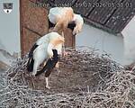 Capi_Dubne_20260719_053003.jpg