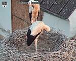Capi_Dubne_20260719_053504.jpg