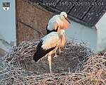 Capi_Dubne_20260719_054504.jpg