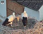 Capi_Dubne_20260719_055004.jpg