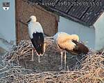 Capi_Dubne_20260719_055503.jpg