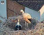 Capi_Dubne_20260719_060003.jpg