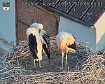 Capi_Dubne_20260719_060502.jpg