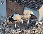 Capi_Dubne_20260719_061504.jpg