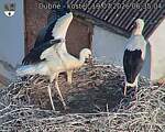 Capi_Dubne_20260719_063504.jpg