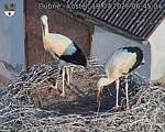 Capi_Dubne_20260719_064504.jpg
