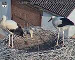Capi_Dubne_20260719_065504.jpg