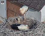 Capi_Dubne_20260719_072004.jpg