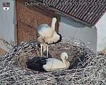 Capi_Dubne_20260719_072504.jpg