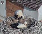 Capi_Dubne_20260719_073004.jpg