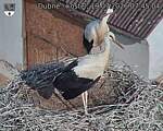 Capi_Dubne_20260719_074504.jpg