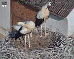 Capi_Dubne_20260719_075503.jpg