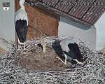 Capi_Dubne_20260719_081004.jpg