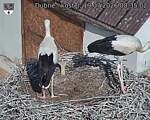Capi_Dubne_20260719_083502.jpg