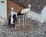 Capi_Dubne_20260719_092503.jpg