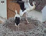 Capi_Dubne_20260719_094002.jpg