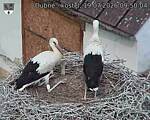 Capi_Dubne_20260719_095004.jpg