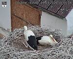 Capi_Dubne_20260719_100504.jpg