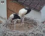 Capi_Dubne_20260719_105503.jpg