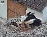 Capi_Dubne_20260719_110503.jpg