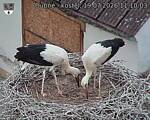 Capi_Dubne_20260719_111003.jpg