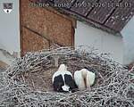 Capi_Dubne_20260719_114003.jpg