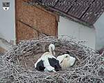 Capi_Dubne_20260719_115003.jpg