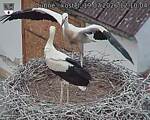 Capi_Dubne_20260719_121004.jpg