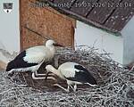 Capi_Dubne_20260719_122004.jpg