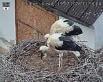 Capi_Dubne_20260719_135004.jpg