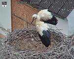 Capi_Dubne_20260719_135504.jpg