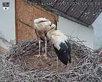 Capi_Dubne_20260719_140004.jpg