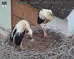 Capi_Dubne_20260719_142503.jpg