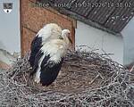 Capi_Dubne_20260719_143002.jpg