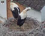 Capi_Dubne_20260719_152004.jpg