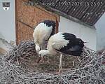 Capi_Dubne_20260719_152503.jpg