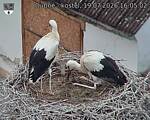 Capi_Dubne_20260719_160502.jpg