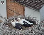 Capi_Dubne_20260719_161004.jpg