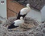 Capi_Dubne_20260719_170003.jpg