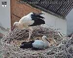 Capi_Dubne_20260719_172503.jpg