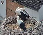 Capi_Dubne_20260719_174003.jpg