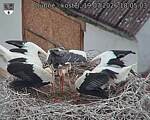 Capi_Dubne_20260719_180503.jpg