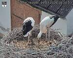 Capi_Dubne_20260719_182003.jpg